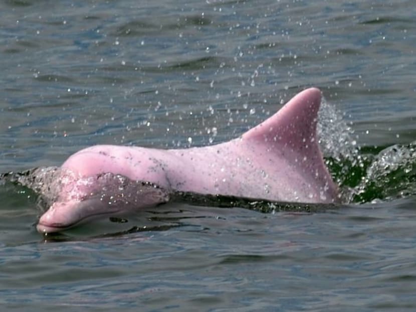 Hong Kong pink dolphins enjoy comeback as COVID-19 pandemic slows marine traffic Hong Kong pink dolphins enjoy comeback as COVID-19 pandemic slows marine traffic