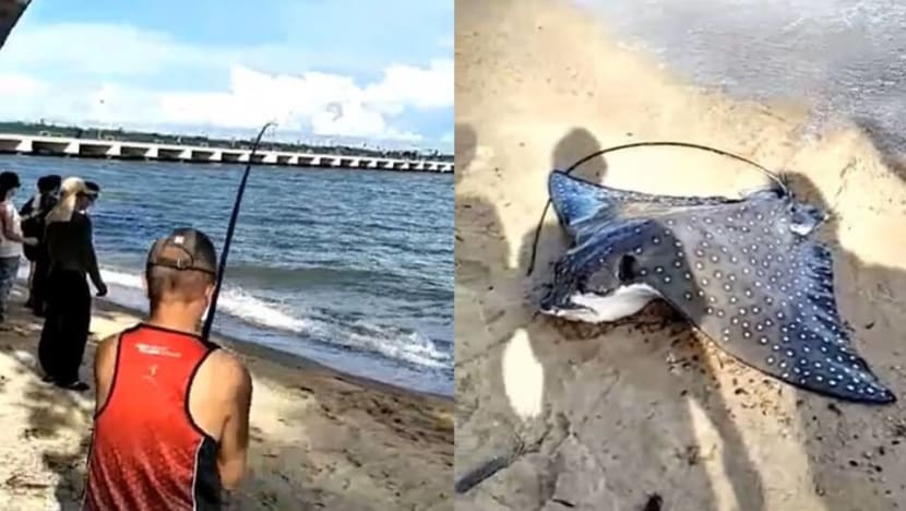 Fish in a 'responsible and sustainable' manner, says NParks, after angler catches eagle ray