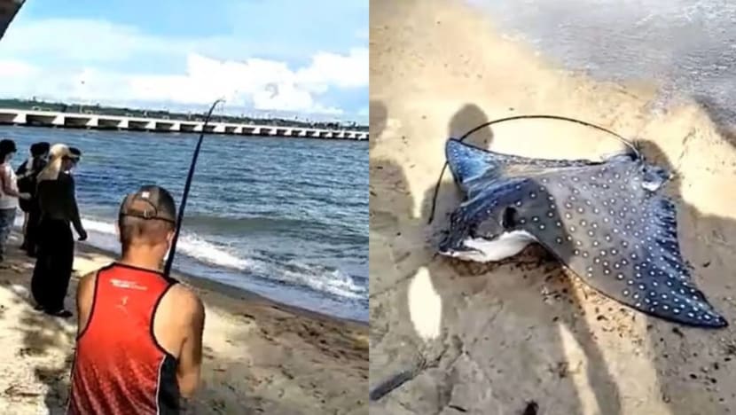 Fish in a 'responsible and sustainable' manner, says NParks, after angler catches eagle ray Fish in a 'responsible and sustainable' manner, says NParks, after angler catches eagle ray