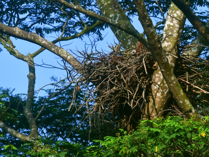 A Changeable Hawk-eagle’s nest at Tengah forest. The Nature Society Singapore is asking the authorities to consider setting aside a total of about 220ha at two ends of the Tengah new town site as a refuge for wildlife, including uncommon birds and mammals. A Changeable Hawk-eagle’s nest at Tengah forest. The Nature Society Singapore is asking the authorities to consider setting aside a total of about 220ha at two ends of the Tengah new town site as a refuge for wildlife, including uncommon birds and mammals.