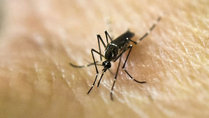 Commentary: Prepare for more mosquitoes as the world heats up