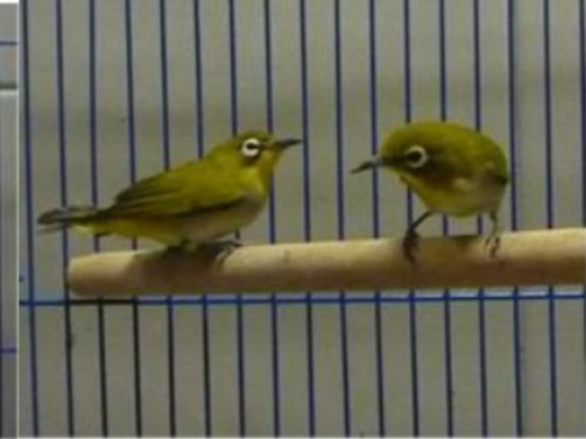 Low tried to smuggle in the Zebra Dove (left) and two Oriental White-eye birds at Woodlands Checkpoint. Photo: AVA