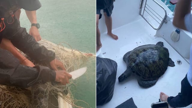 善心人在南部岛屿解救受困渔网海龟 一只死亡