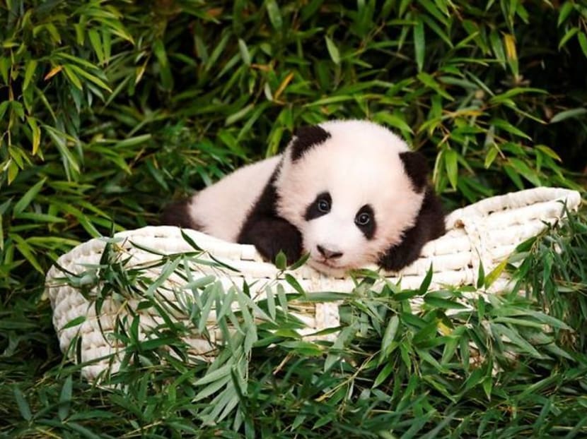 Lucky children greet Fu Bao, the first panda born in South Korea Lucky children greet Fu Bao, the first panda born in South Korea