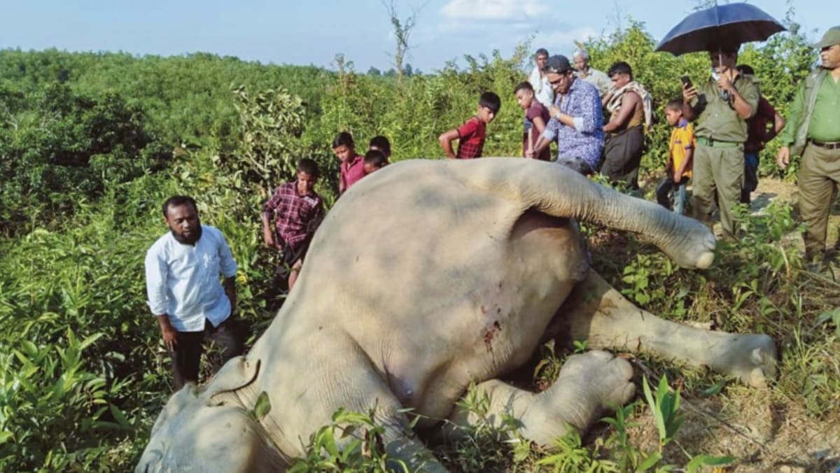 Ketakutan terhadap gajah Bangladesh setelah serentetan pembunuhan