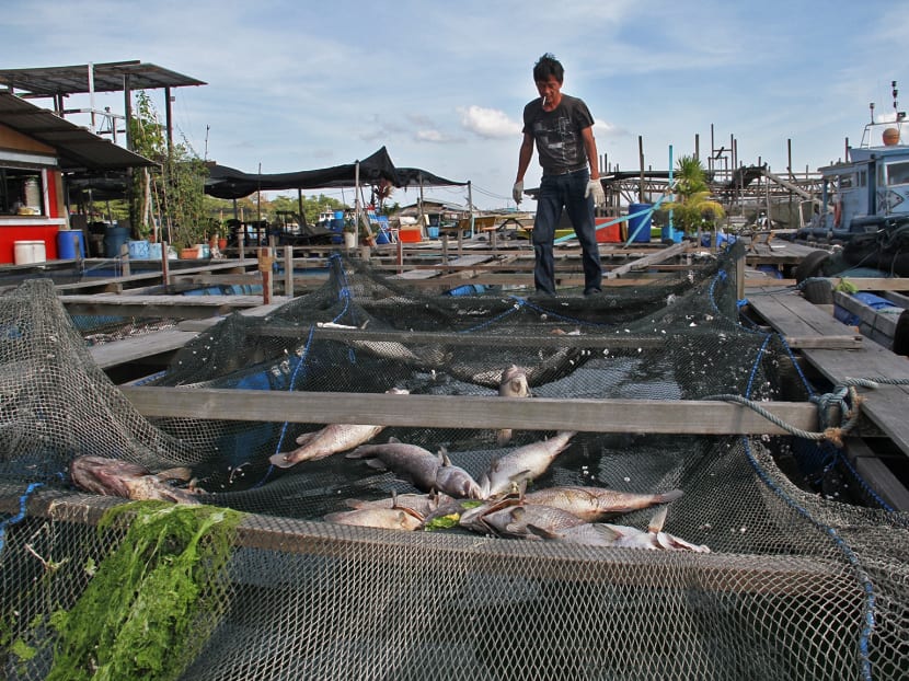 Up to 600 tonnes of fish lost to algal bloom: AVA