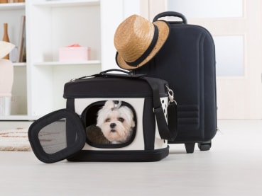 9 reliable pet hotels in Singapore for pawrents going on vacation