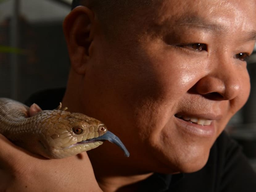 Reptile breeder Ernie Chan with his pet northern blue-tongued lizard at a pet store in Sydney. Photo: AFP