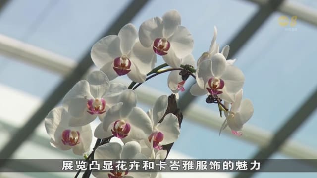东南亚五国举办跨国胡姬花卉展 彰显文化共同点