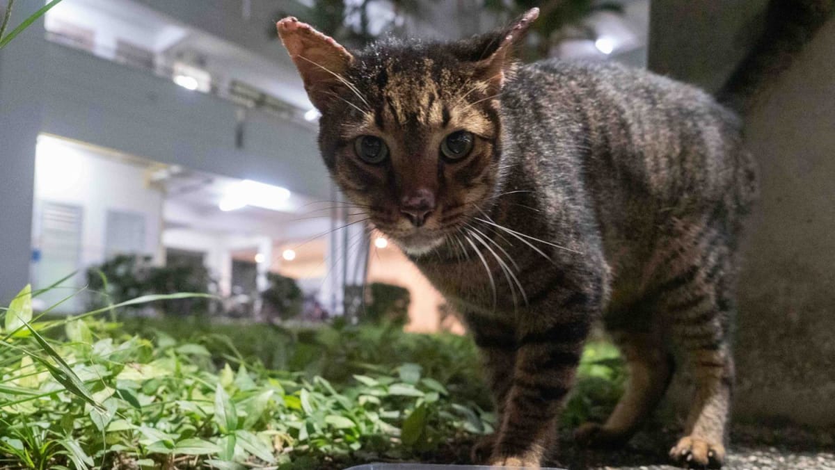 Is it bad sales to feed stray cats