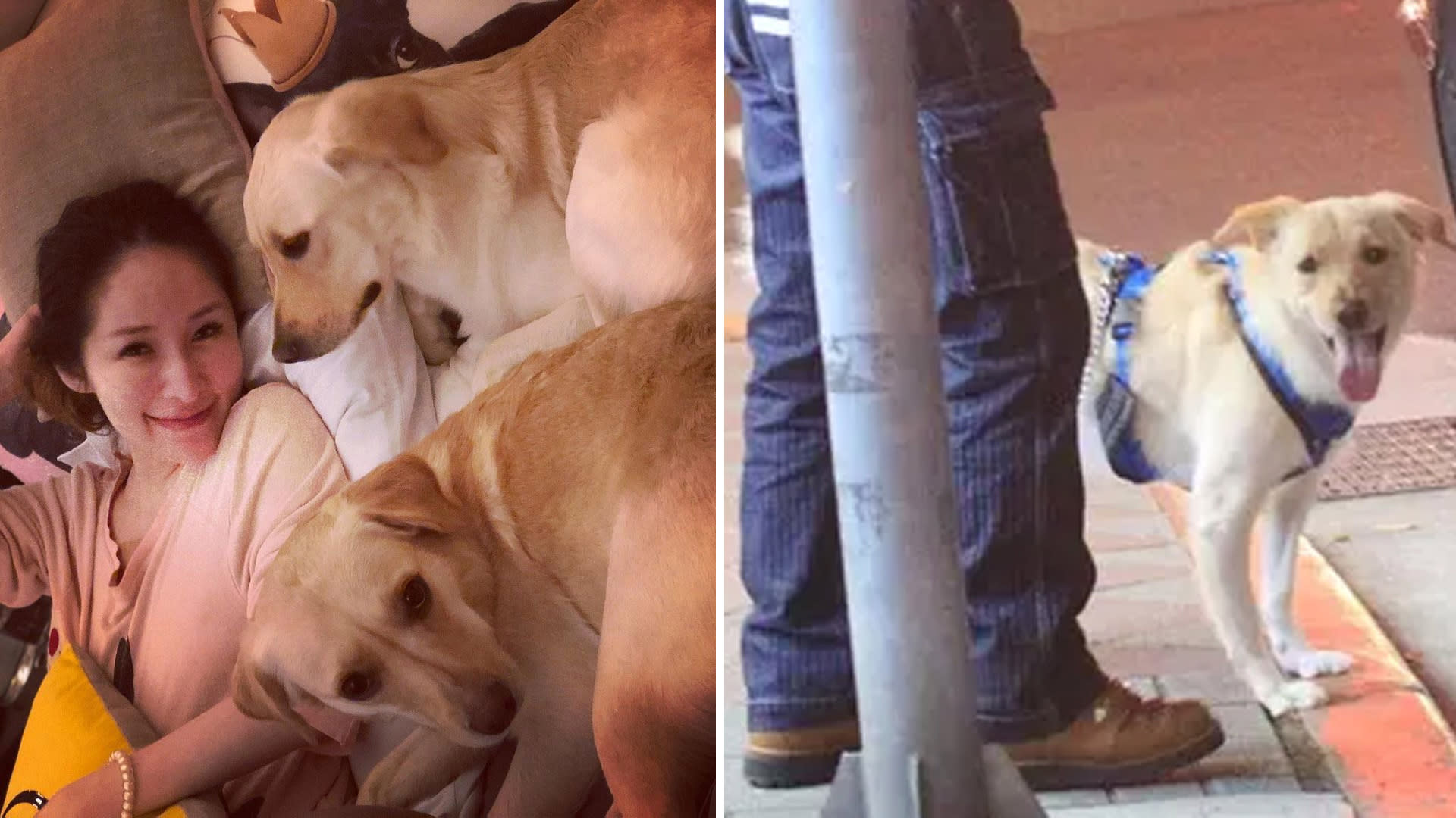 Dog That Bit Elva Hsiao On Her Cheek Is Reportedly Her Labrador Named Di Di Dog That Bit Elva Hsiao On Her Cheek Is Reportedly Her Labrador Named Di Di