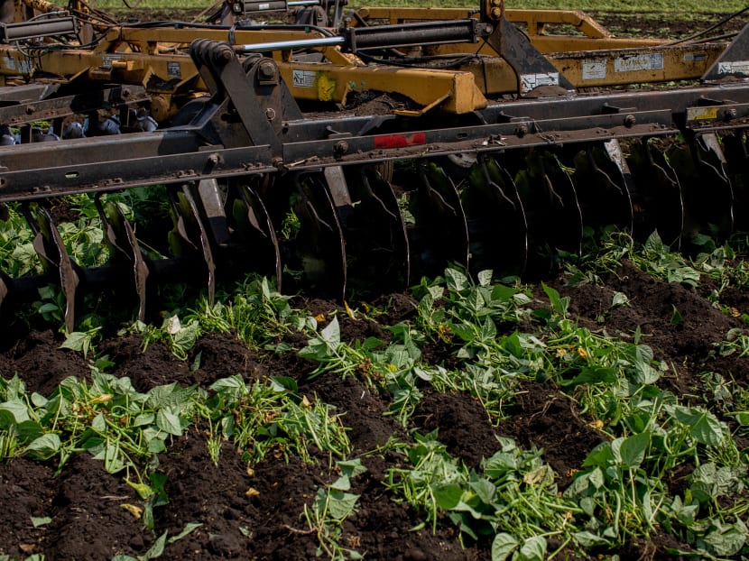 A tractor mulches green beans at a farm in Florida, United States on April 9, 2020. Some of the largest farms in the US are being forced to destroy tens of millions of pounds of fresh food that they can no longer sell.