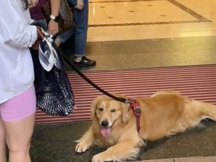 TikTok-famous golden retriever refuses to budge from Takashimaya entrance until he gets free pats