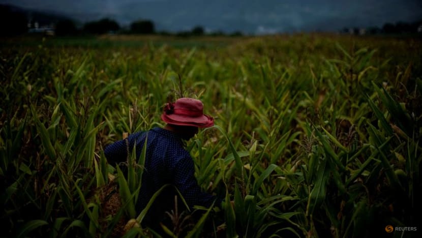 China to allow gene-edited crops in push for food security China to allow gene-edited crops in push for food security