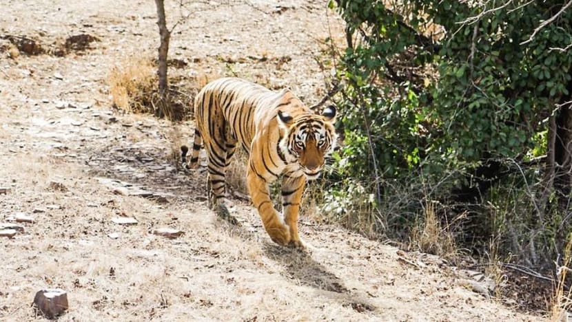 The heart-stopping experience of tracking tigers in Rajasthan