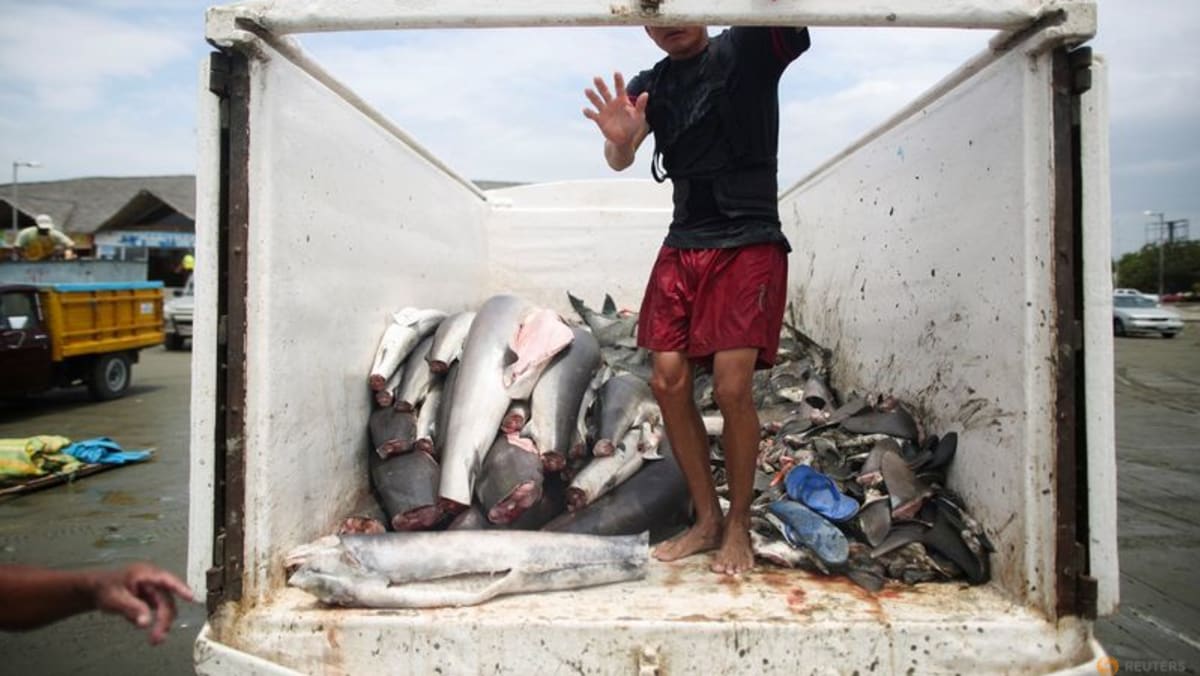 Di ibu kota ekspor sirip hiu, Peru, permintaan Asia mengancam spesies lokal