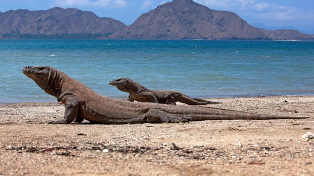 Would you pay S$1,380 to see the famed Komodo dragons?