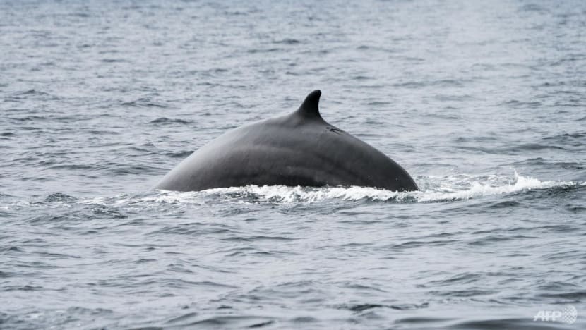 Huge groups of fin whales sign of hope for ocean giants Huge groups of fin whales sign of hope for ocean giants