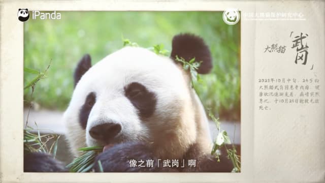 大熊猫叻叻的爷爷“武岗” 10月底抢救无效离世 
