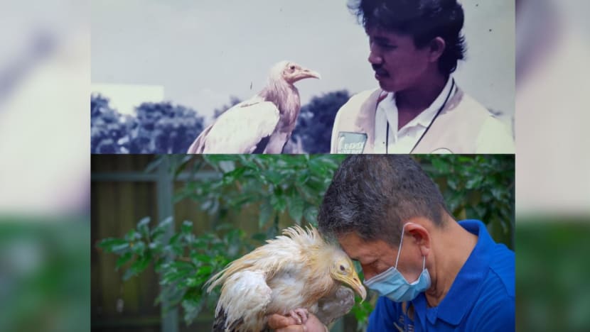 Jurong Bird Park's pioneer generation vulture dies Jurong Bird Park's pioneer generation vulture dies