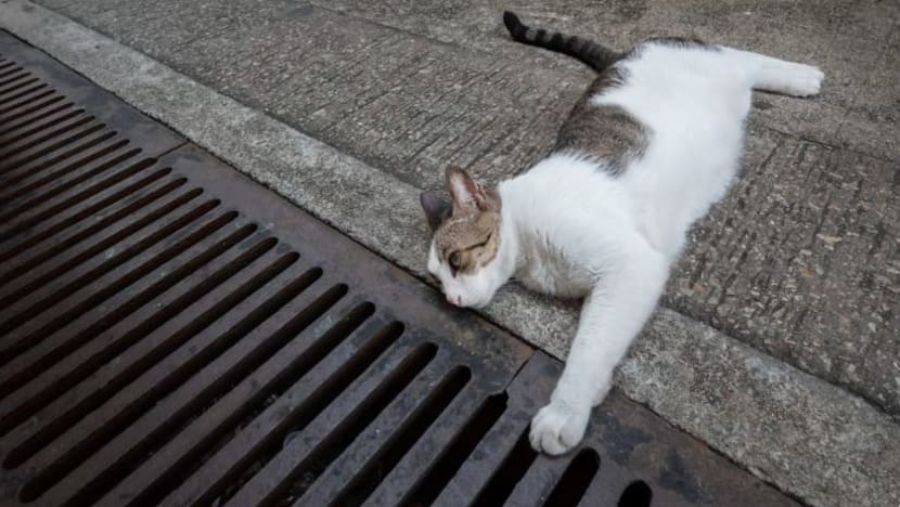 Lelaki didakwa dera 5 kucing; buang dari blok HDB, pijak hingga mati