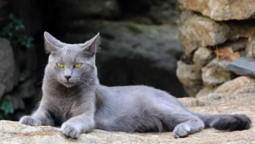 Kucing ini diiktiraf sebagai baka kucing asli dari Indonesia