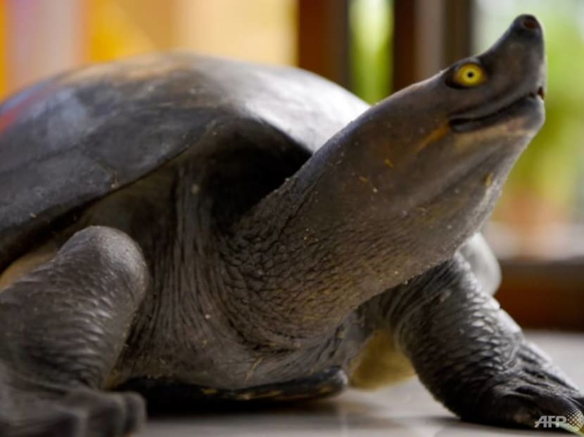 Turtles are frequently eaten in Cambodia, but the Australian ambassador to the country has apologised after posting pictures of him being served the dish.