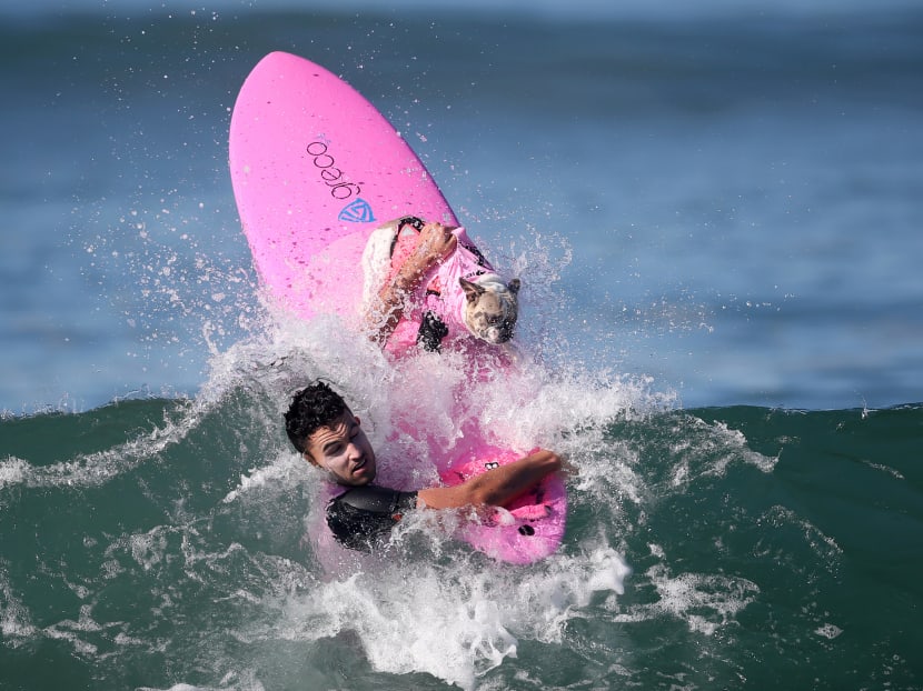 Photo of the day: Cherie the Surf Dog surfs with its human during the Surf City Surf Dog competition in Huntington Beach, California. Photo: Reuters