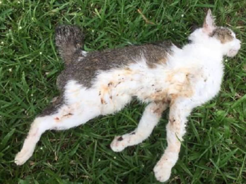 Dead stray sale cat