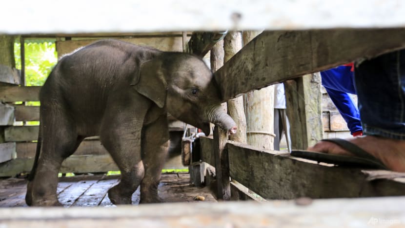 Baby elephant loses half its trunk to Indonesia poacher trap