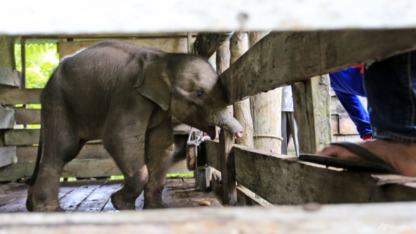 Baby elephant loses half its trunk to Indonesia poacher trap Baby elephant loses half its trunk to Indonesia poacher trap