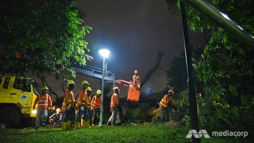 14 orang dikejar ke hospital setelah pokok tumbang di Sembawang Park