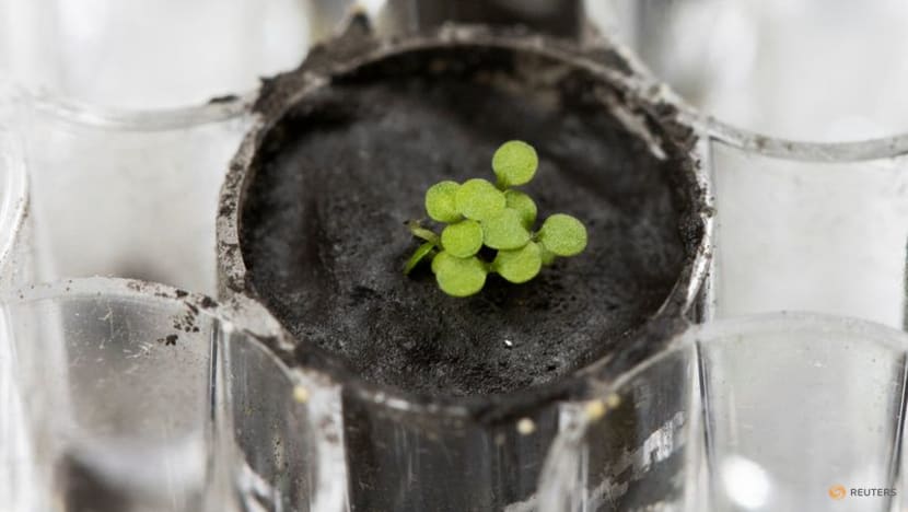 In one giant leap for Earth plants, seeds are grown in moon soil In one giant leap for Earth plants, seeds are grown in moon soil