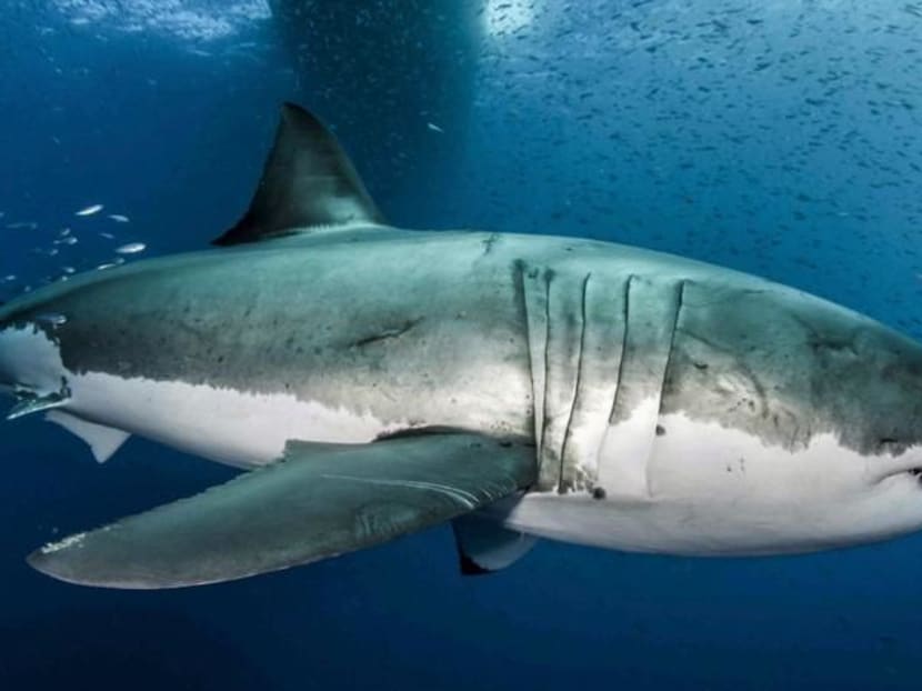 Surfer missing after shark attack off Australian coast Surfer missing after shark attack off Australian coast