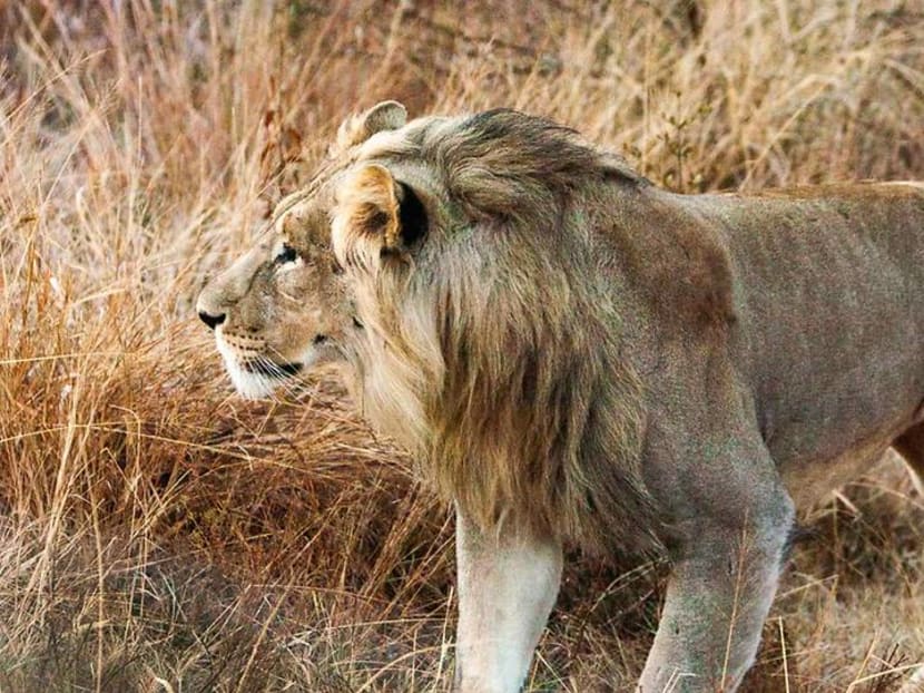 Chasing lions, leopards and elephants in South Africa – for less than you’d think