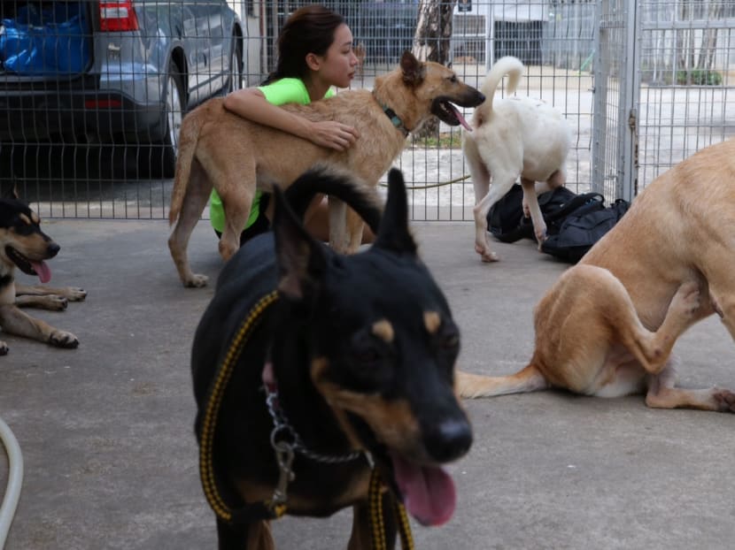 TODAY file photo of a volunteer with dogs that are up for adoption at a re-homing shelter.