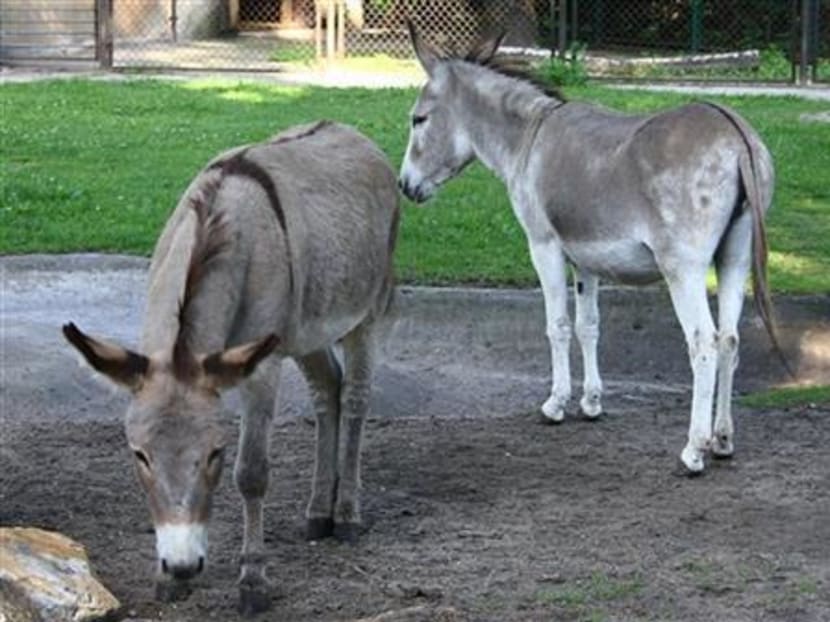 In this file photo from Aug 11, 2010, two donkeys, Napoleon, left, and Antosia, stand near each others at a zoo in Poznan, Poland. The two were separated recently because of an outcry over their lovemaking, but have been reunited. The couple, together for 10 years, got into trouble when mothers expressed outrage that children had to witness their mating. Photo: AP
