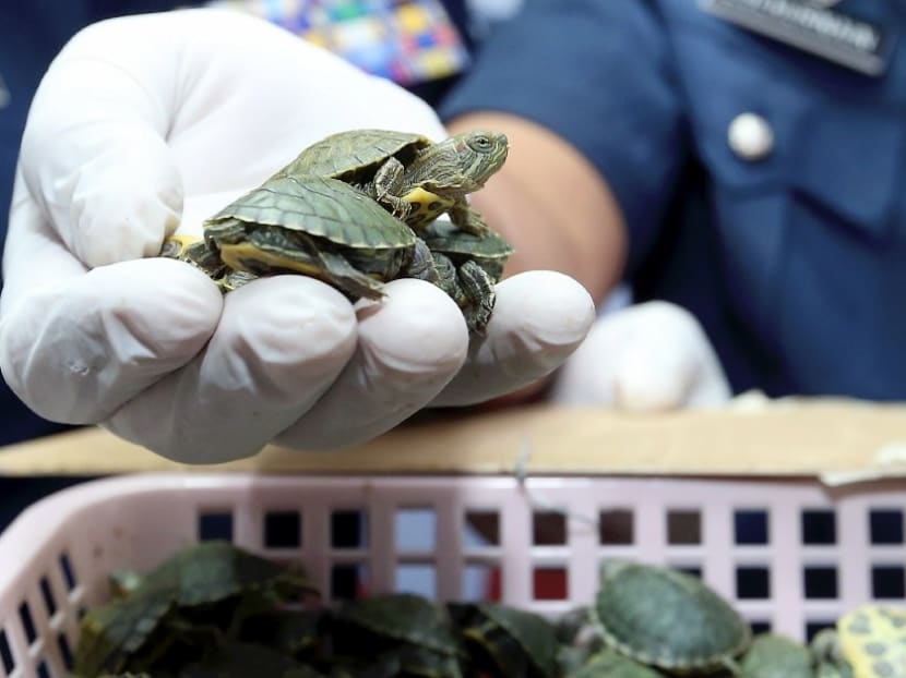 Photo of the day: Two men were caught with more than 5,000 red-eared slider terrapins in their luggage at Kuala Lumpur International Airport 2. These terrapins are apparently the most popular turtle species in the pet trade.