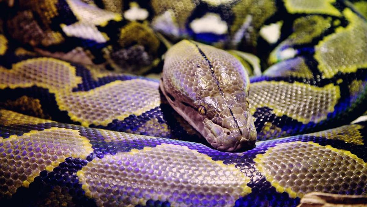 Spot a python? Just leave it alone, advise wildlife groups - CNA