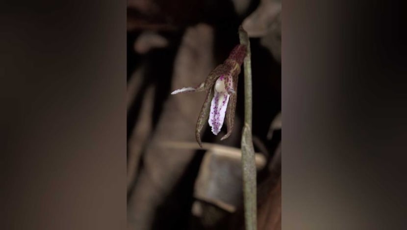 New species of orchid native to Singapore discovered in Bukit Timah Reserve