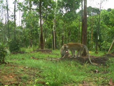 A picture of monkeys at Mandai Wildlife Bridge. It is likely that the global biodiversity framework would subject Singapore’s national biodiversity management plans to more international scrutiny by international groups. 