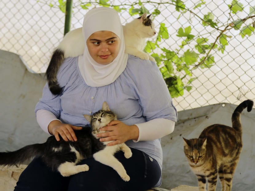 Shelter lends helping paw to animal victims of Syrian war