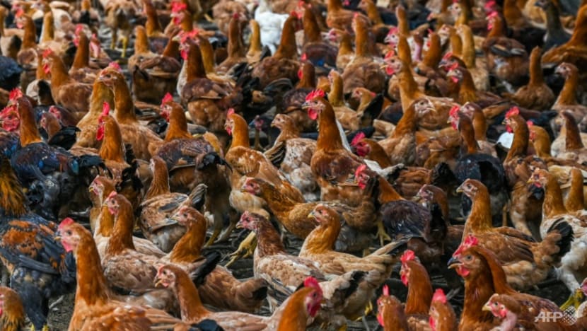 Singapore prefers farming 'resource-efficient' food items over poultry due to constraints: Grace Fu Singapore prefers farming 'resource-efficient' food items over poultry due to constraints: Grace Fu