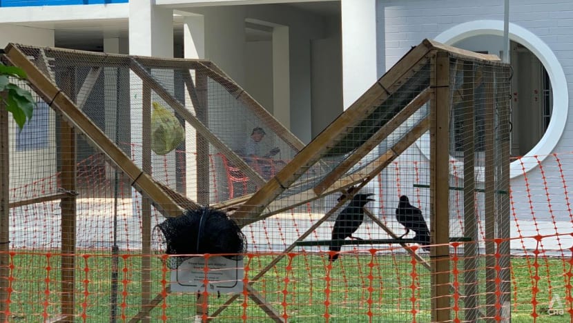 NParks rolls out crow trap, CCTV camera in Toa Payoh after receiving feedback