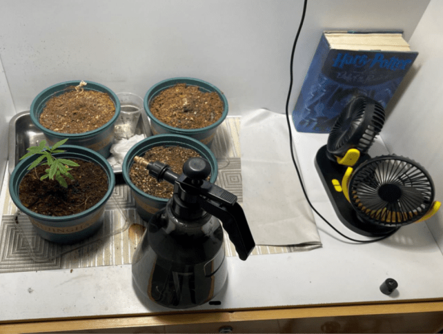 Pots of cannabis plants found in a residential unit in the vicinity of Yishun Avenue 3 during a raid conducted by the Central Narcotics Bureau (CNB) on May 16, 2024. 