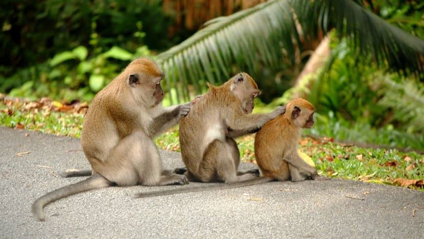 About 2,500 cases of monkey-related feedback received in Singapore each year