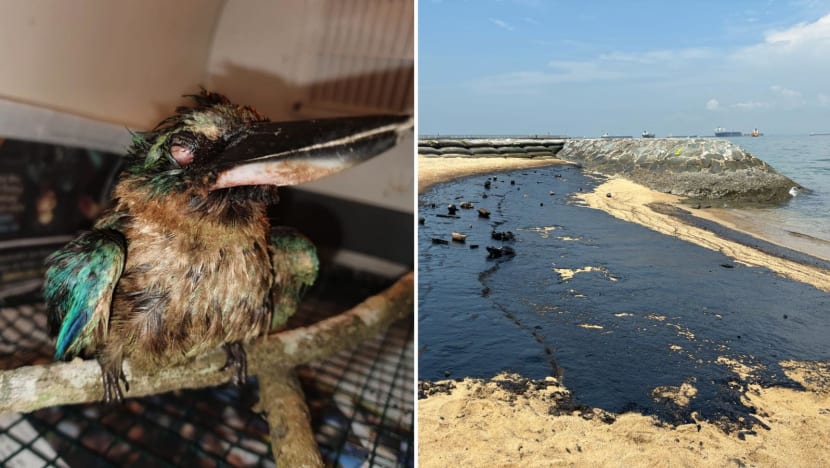 Oil spill: After 2 kingfishers die, race against time to clean beaches for nesting turtles