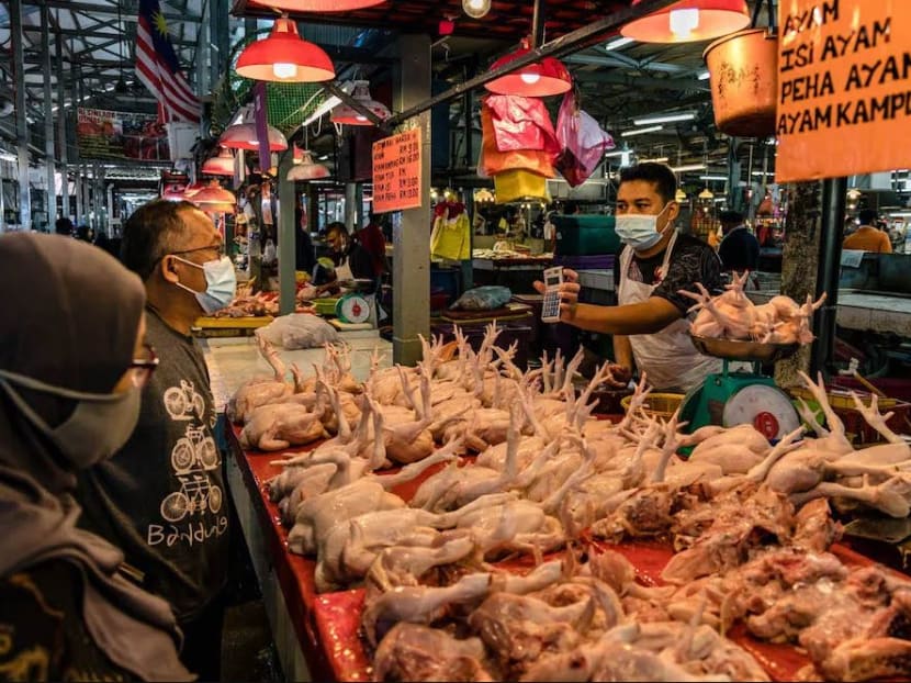 Malaysia to halt export of 3.6 million chickens a month from June 1 to address domestic shortage, rising prices Malaysia to halt export of 3.6 million chickens a month from June 1 to address domestic shortage, rising prices