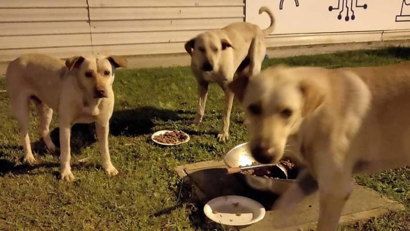 Dogs taken from Tuas South 'are well', signs to be placed warning cyclists of strays Dogs taken from Tuas South 'are well', signs to be placed warning cyclists of strays