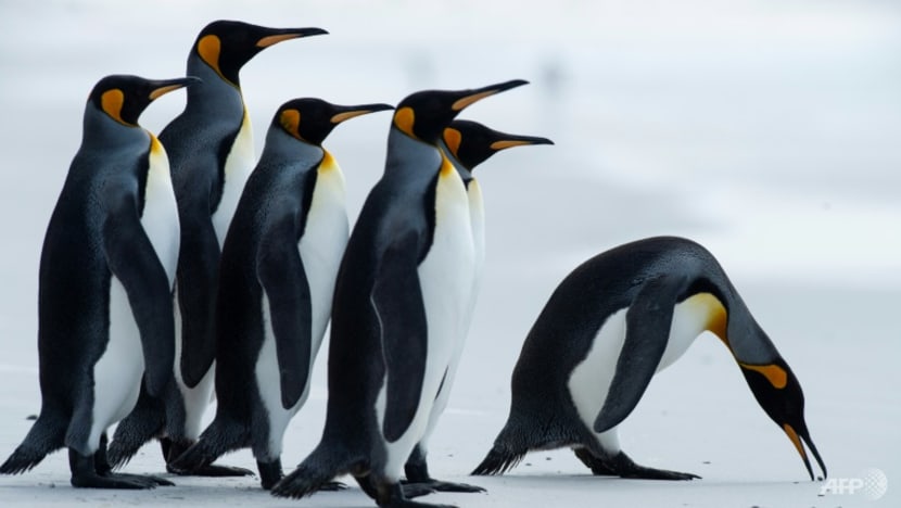 UN biodiversity summit postponed to April 2022 UN biodiversity summit postponed to April 2022
